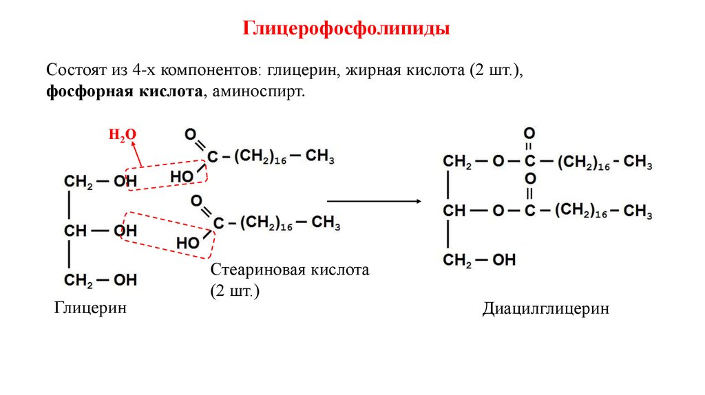 Глицерин и жирные кислоты. Пальмитиновая кислота и глицерин. Глицерин плюс пальмитиновая кислота. Глицерин плюс стеариновая кислота. Глицерин и фосфорная кислота кислота.