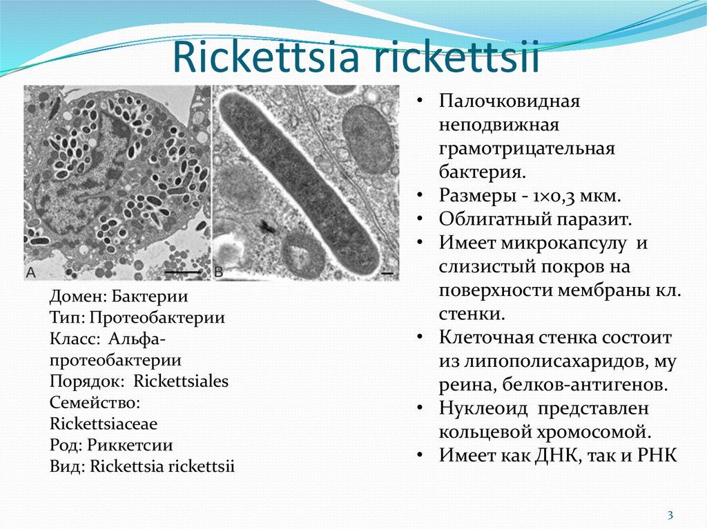 Риккетсии это. Риккетсии риккетсиозы. Риккетсии строение. Бактерия Rickettsia prowazekii. Риккетсия Провачека морфология.