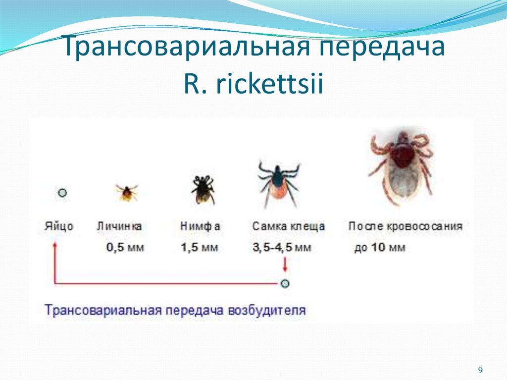 Иксодовые клещи являются переносчиками