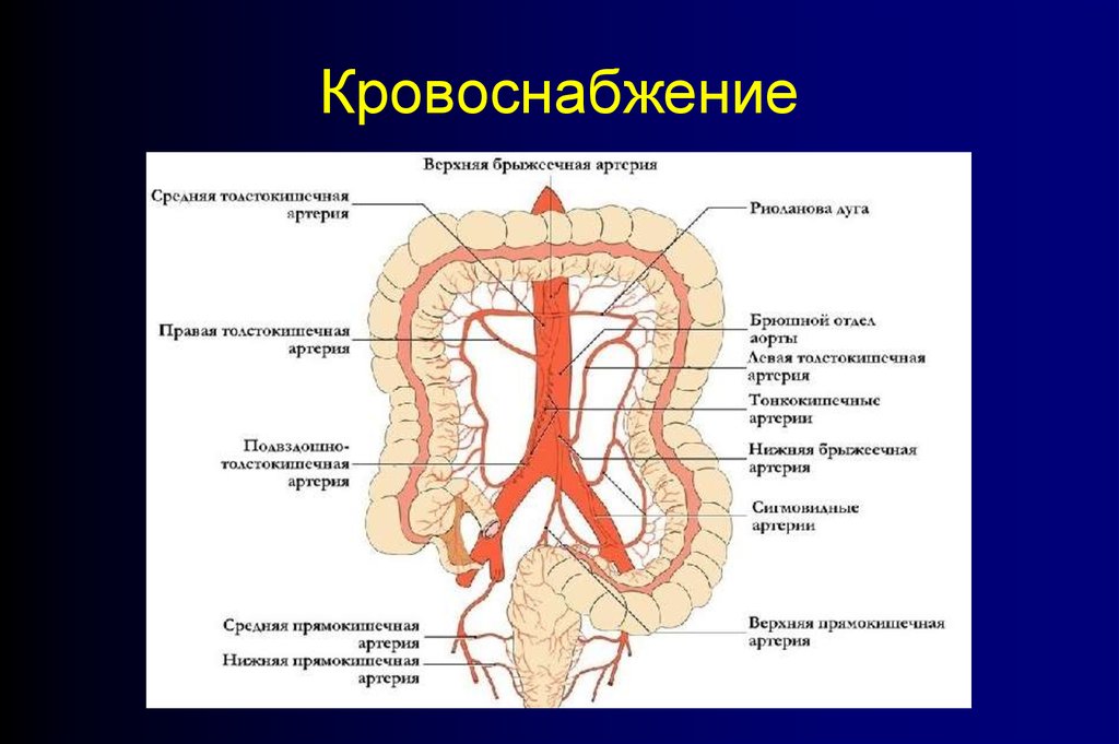 Кровоснабжение толстой кишки схема