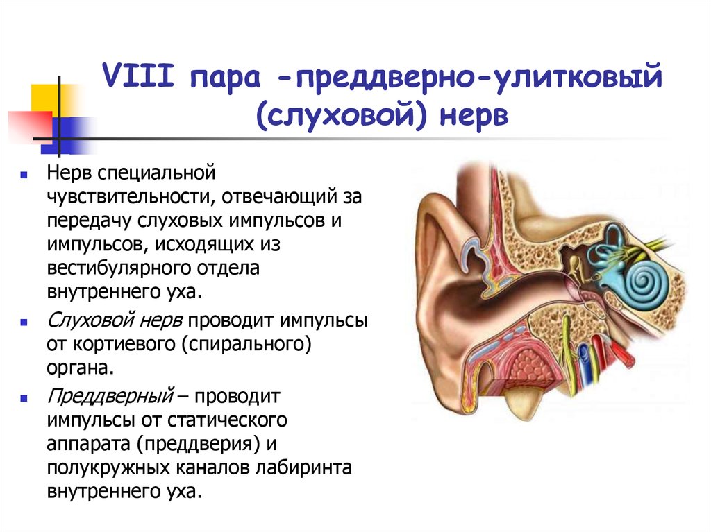 Чувствительность органа слуха. Поедверноулмтковый нерв. 8 Пара преддверно улитковый нерв. Иннервация внутреннего уха слуховой анализатор. Слуховой нерв строение и функции.