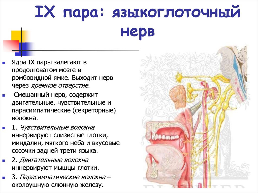 Ix черепного нерва. 9 Пара ЧМН ядра. 9 Пара черепных нервов ядра. 9 Пара черепных нервов схема. 9 Пара черепных нервов ветви.