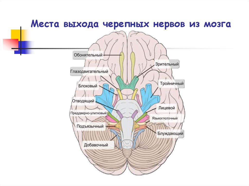 Место выхода нерва из мозга. Основание головного мозга, выход 12 пар черепных нервов. 12 Пар черепных нервов анатомия выходы из черепа. Места выхода черепных нервов. Выход 12 ЧМН из черепа.