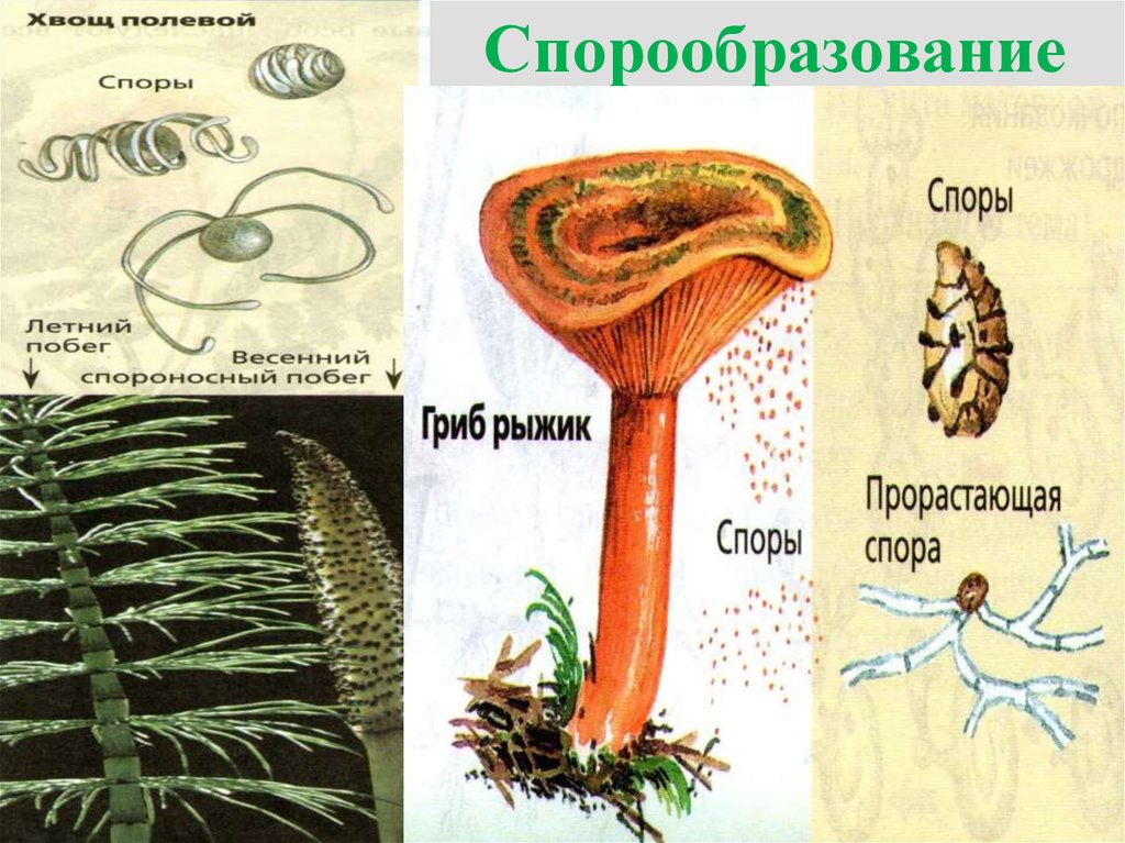 Спора грибов 7. Размножение грибов спорообразование. Спорообразование это способ размножения. Спорообразование у растений. Спорообразование примеры растений.