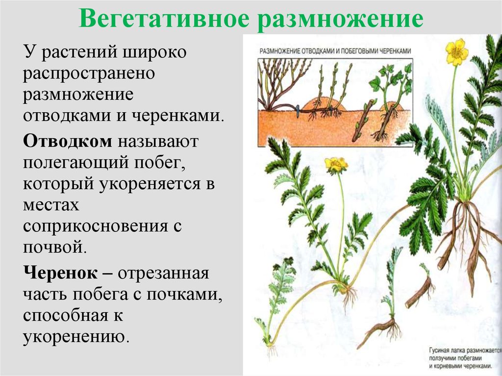 При вегетативном размножении используются. Вегетативное размножение у однодольных. Бесполое размножение вегетативное черенками. 3 Способа вегетативного размножения растений. Технология вегетативного размножения растений спорами.