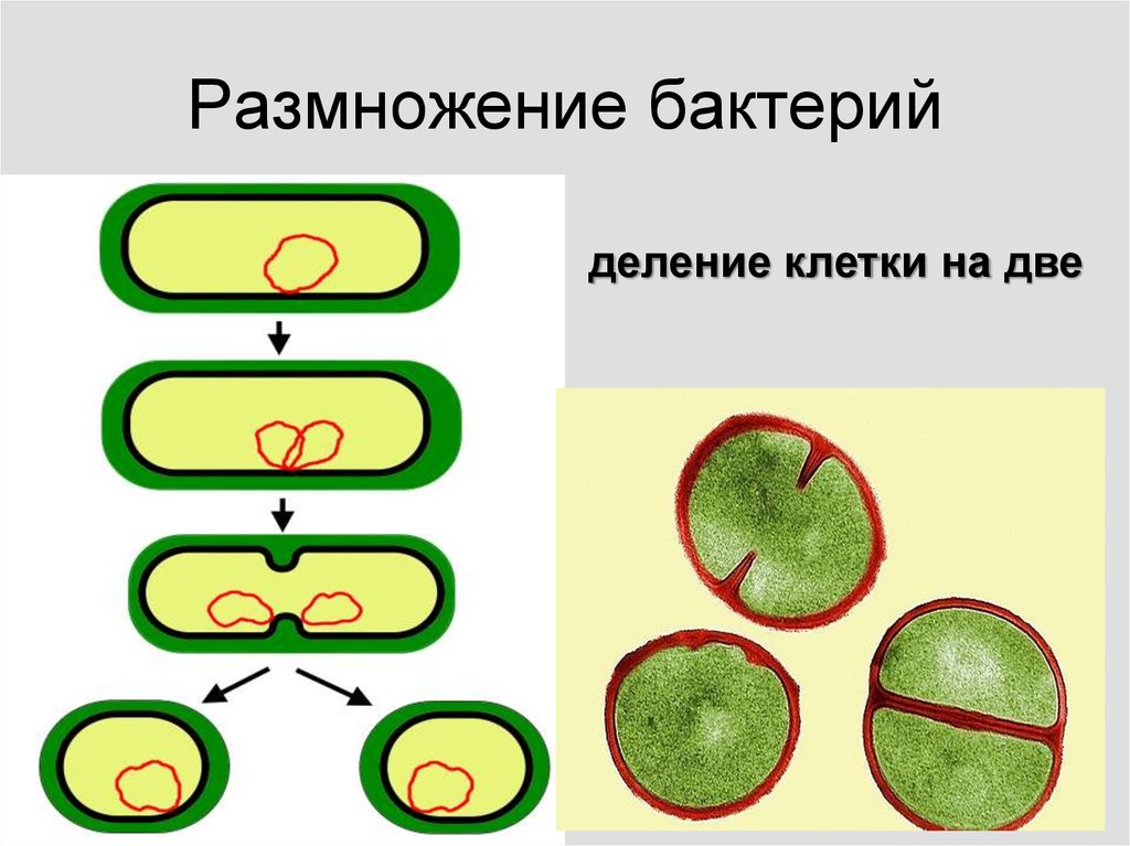 Деление клеток дерева. Схема деления бактериальной клетки. Деление бактериальной клетки рисунок. Размножение бактерий 7 класс. Размножение микробной клетки.