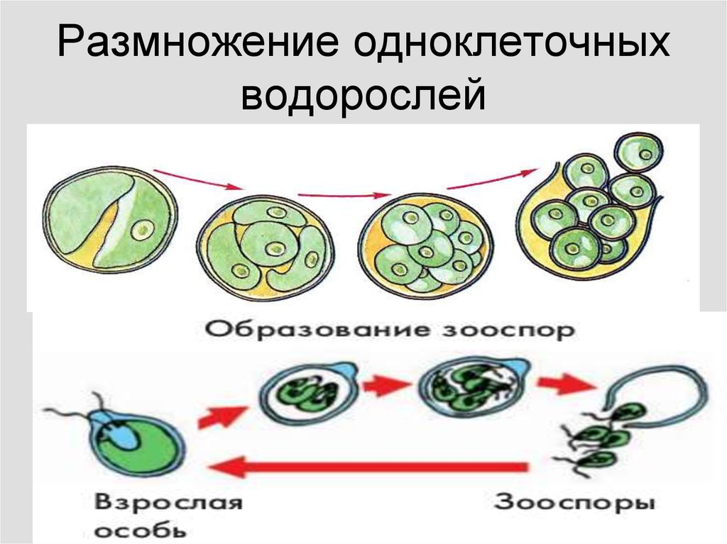 Развитие одноклеточных водорослей. Размножение одноклеточных водорослей. Размножение одноклеточных водорослей схема. Бесполое размножение одноклеточных водорослей. Размножение водорослей 5 класс.