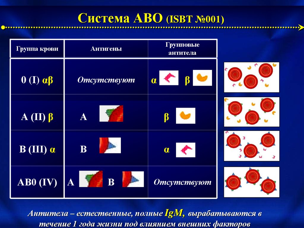 50 групп крови. Антигены и антитела системы АВО. Антигены и антитела групп крови системы АВО.. Система агглютиногенов АВО. Групповая система АВО.