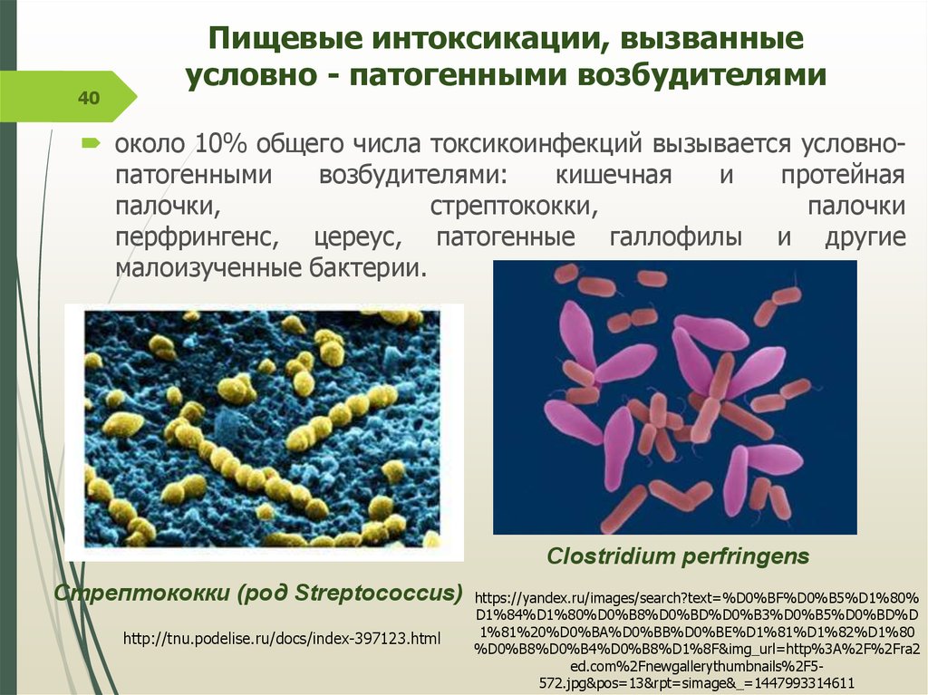 Заболевания вызванные различными бактериями. Патогенные клостридии перфрингенс. Возбудители пищевых интоксикаций микробиология. Пищевые токсикоинфекции вызываемые условно-патогенной микрофлорой. Микроорганизмы в условно патогенной микрофлоры.