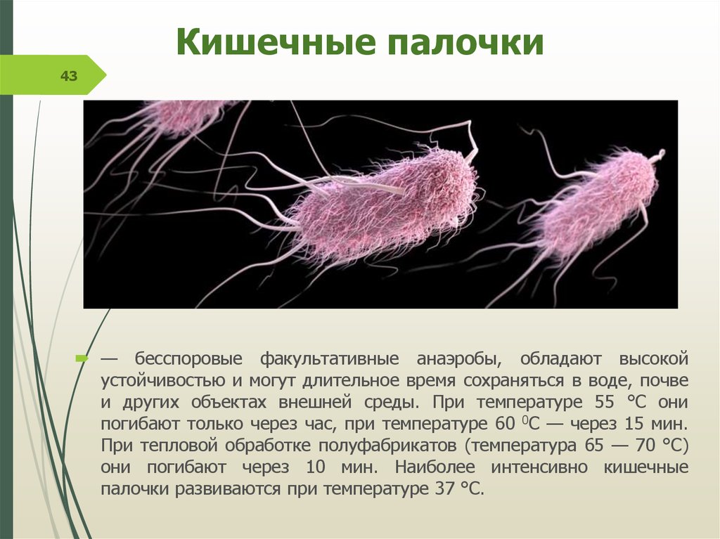 Презентация на тему кишечная палочка