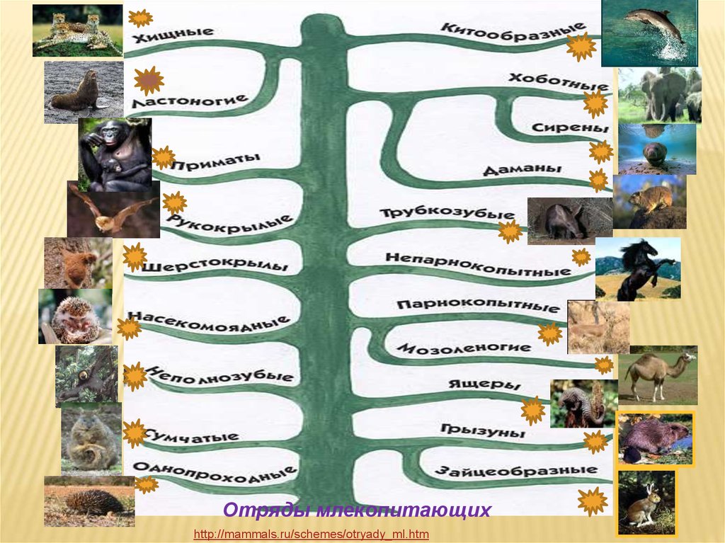 Отряды животных. Отряды млекопитающих. Класс млекопитающие отряды. Отряды животных в биологии. Отряды млекопитающих схема.