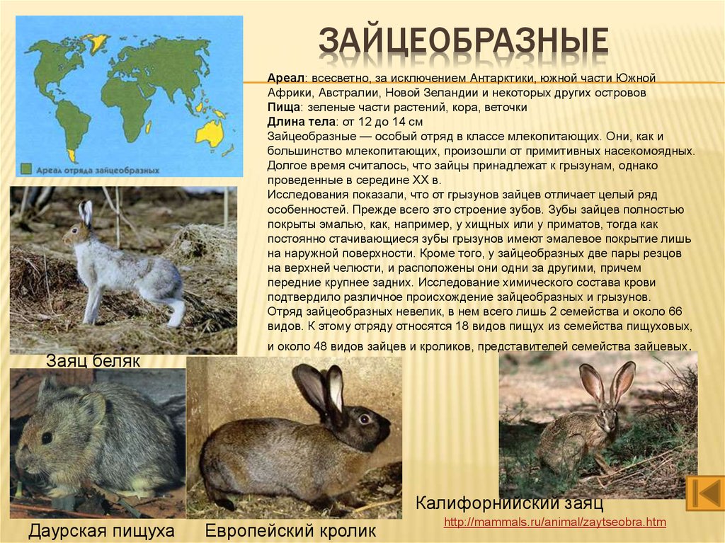 К какому классу относится кролик. Отряд зайцеобразные 7 класс биология. Отряд зайцеобразные среда обитания. Описание отряда зайцеобразные. Отряд зайцеобразные кролики.