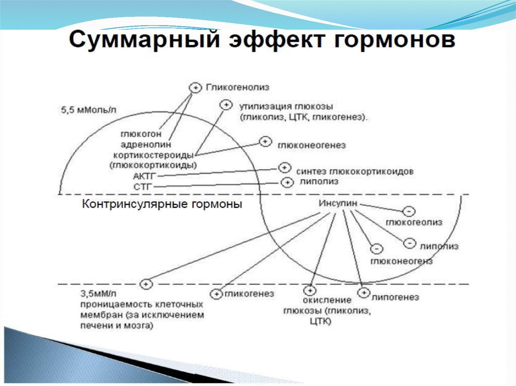 Схема регуляции глюкозы в крови