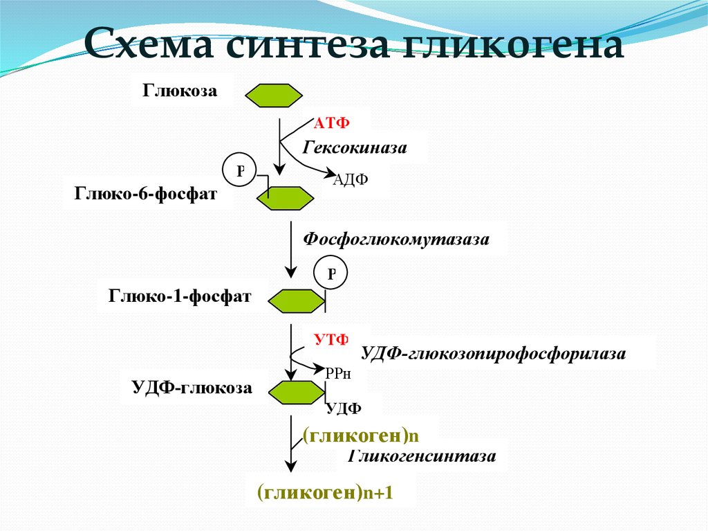 Образование глюкозы в зеленом растении. Биосинтез гликогена схема. Схема синтеза гликогена из Глюкозы. Синтез гликогена биохимия схема. Схема расщепления гликогена.