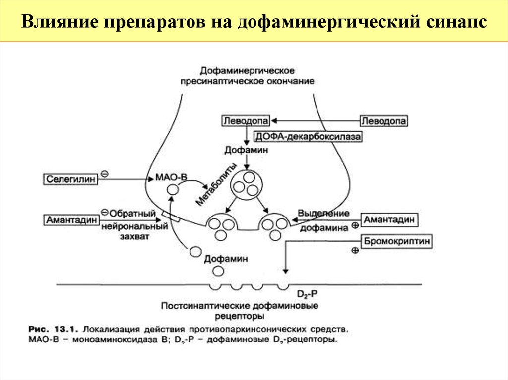 Дофаминовые рецепторы. Механизм действия противопаркинсонических средств схема. Локализация действия противопаркинсонических средств. Влияние препаратов на дофаминергический синапс. Дофаминовые рецепторы механизм действия.