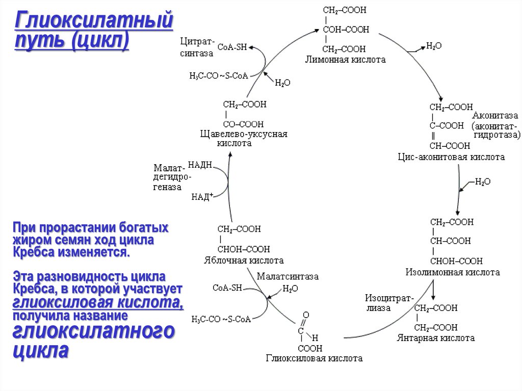 3 реакция цикла кребса. Орнитиновый цикл (цикл Кребса — Гензелейта). Цикл Кальвина и цикл Кребса. Схема глиоксилатного цикла. Цикл Кребса схема.