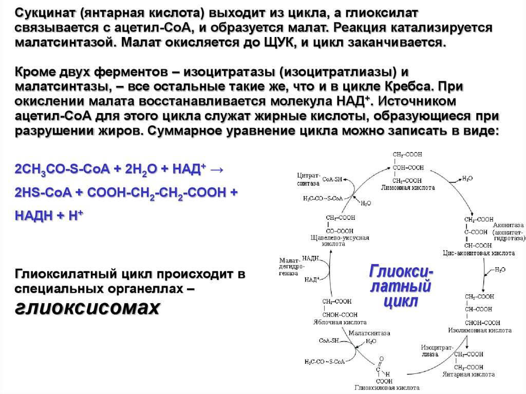 Биологическая роль цикла кребса