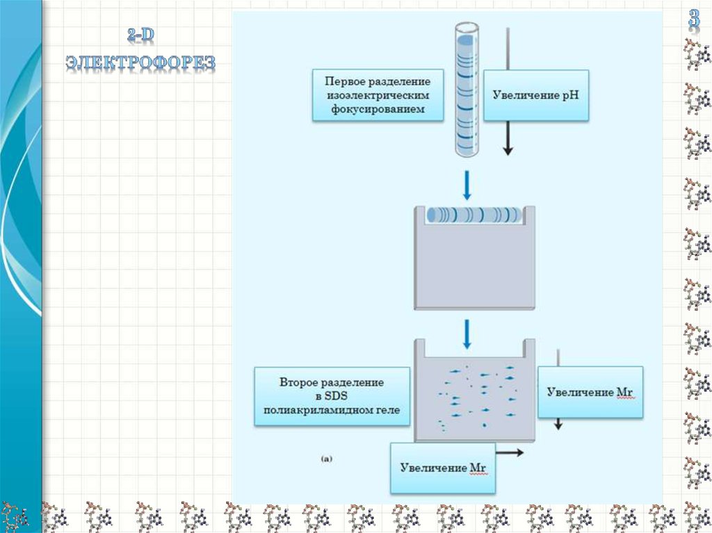 Теория электрофореза. Электрофорез в полиакриламидном геле. Электрофорез группа плакат.