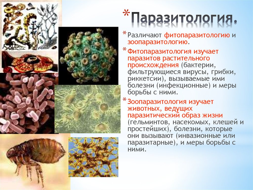 Бактерии являются паразитами животных. Паразитология презентация. Способы борьбы с паразитами. Паразитология классификация паразитов. Паразитология это наука изучающая.