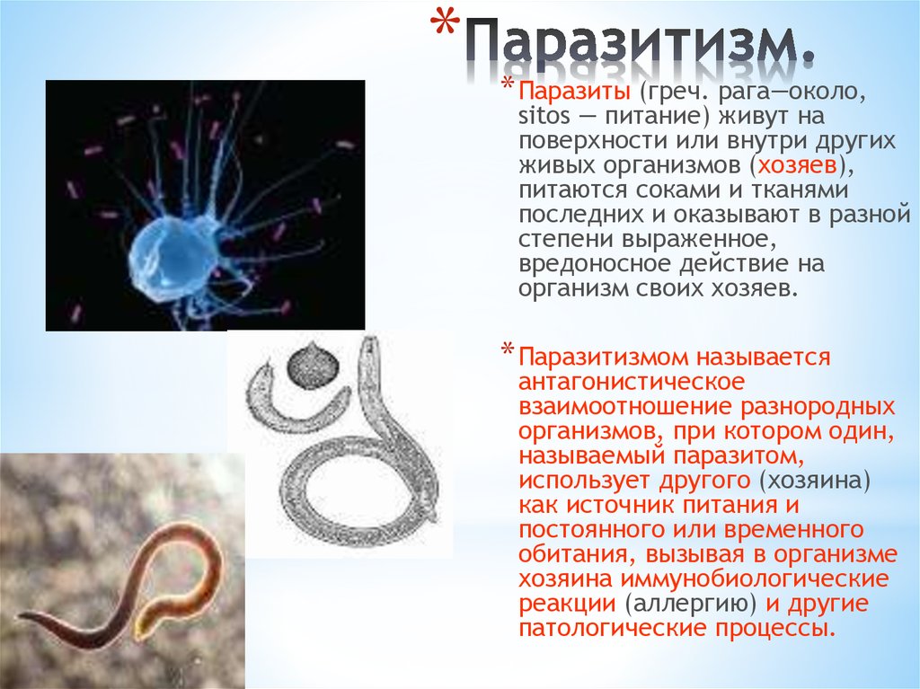 Паразиты примеры. Кишечнополостные паразиты. Паразиты Кишечнополостные примеры. Паразитизм примеры животных и растений.