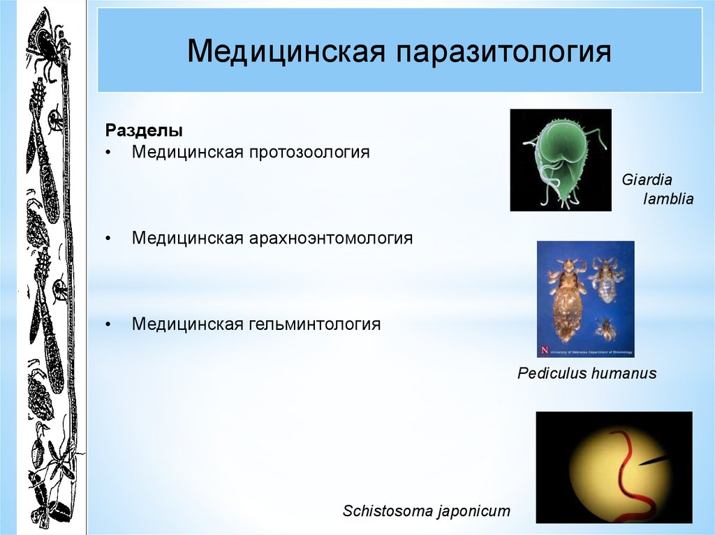 Паразитология. Медицинская паразитология. Разделы медицинской паразитологии. Медицинская протозоология. Паразитология презентация.