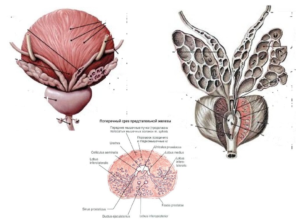 Структурные изменения предстательной железы. Семенные пузырьки анатомия строение. Семенные пузырьки у мужчин анатомия. Предстательная железа и семенные пузырьки анатомия. Анатомия предстательной железы Синельников.