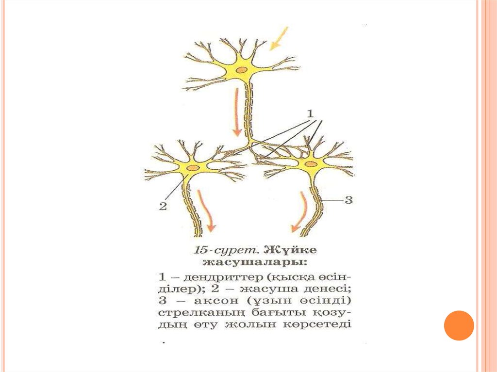 Схема аксон рефлекса