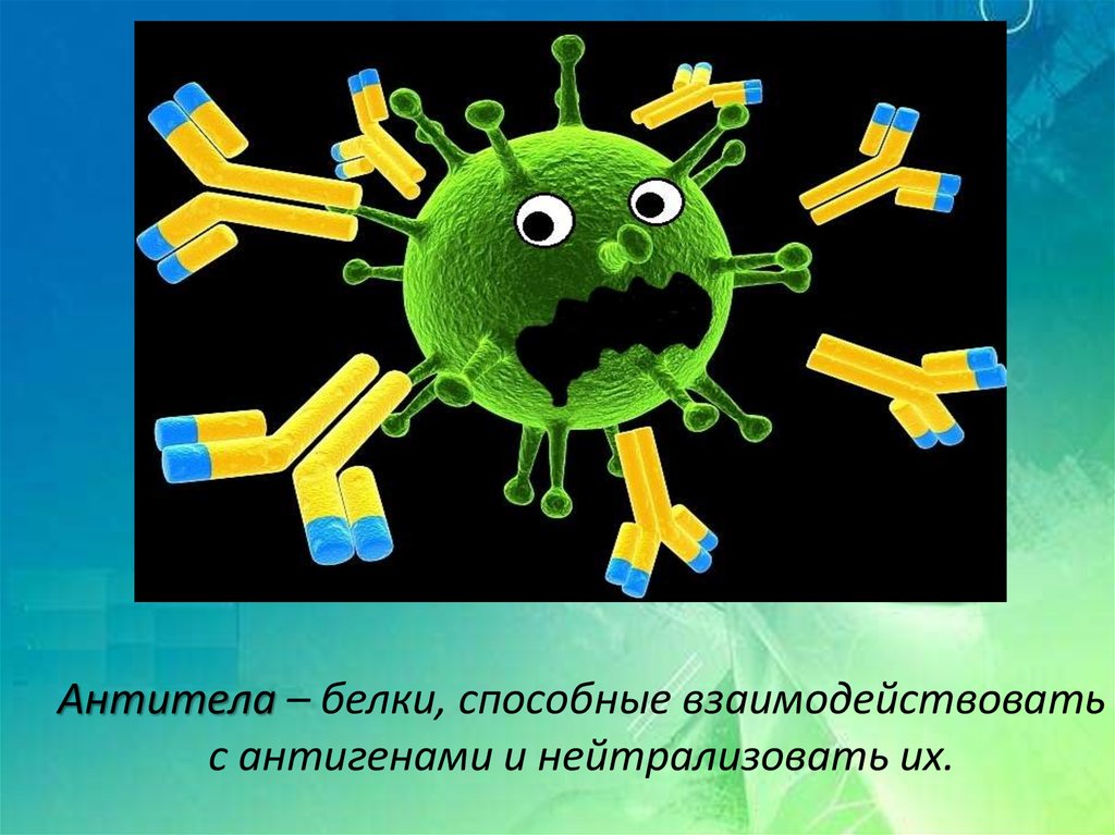 Антиген антитело что это. Белки антитела. Антитело это белок. Антитела это. Антитело структура белка.