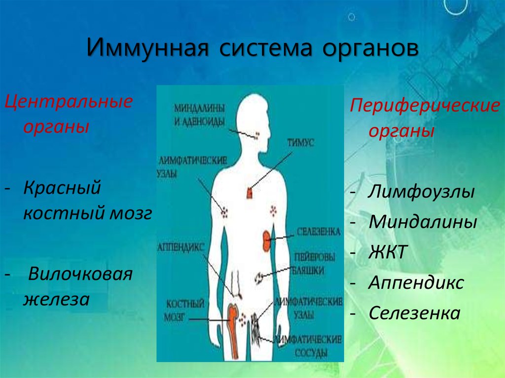 Органы иммунной защиты