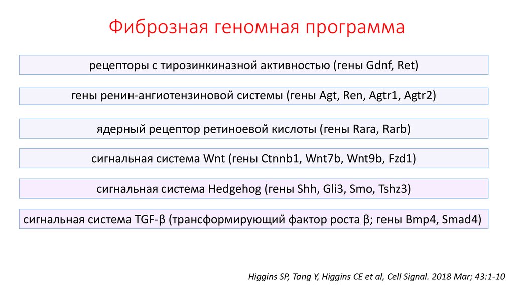 Фиброзная геномная программа