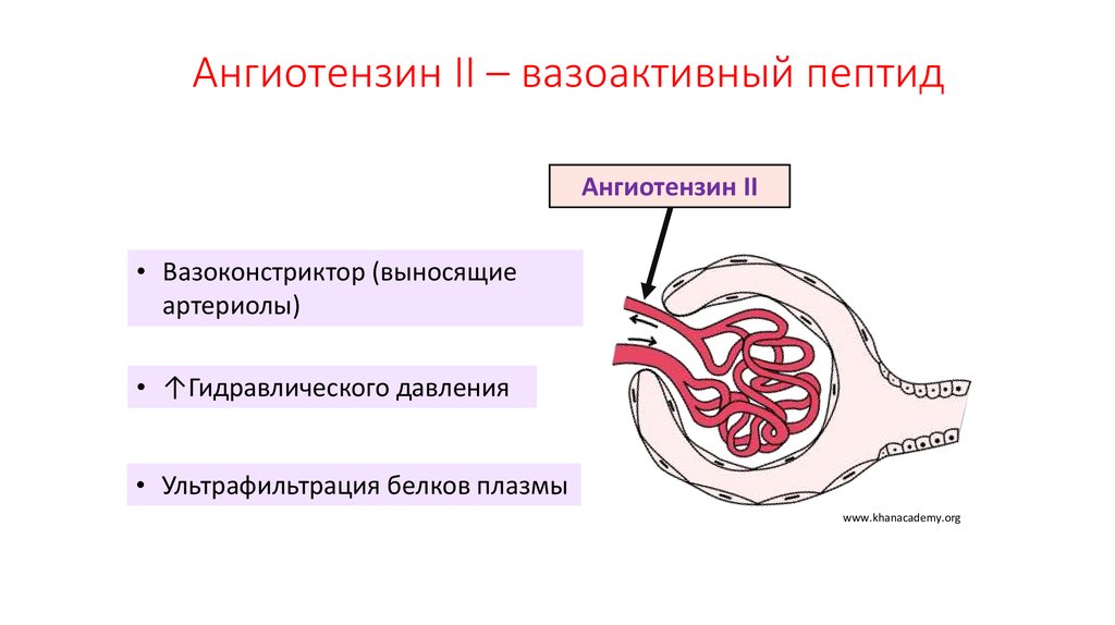 Ангиотензин II – вазоактивный пептид