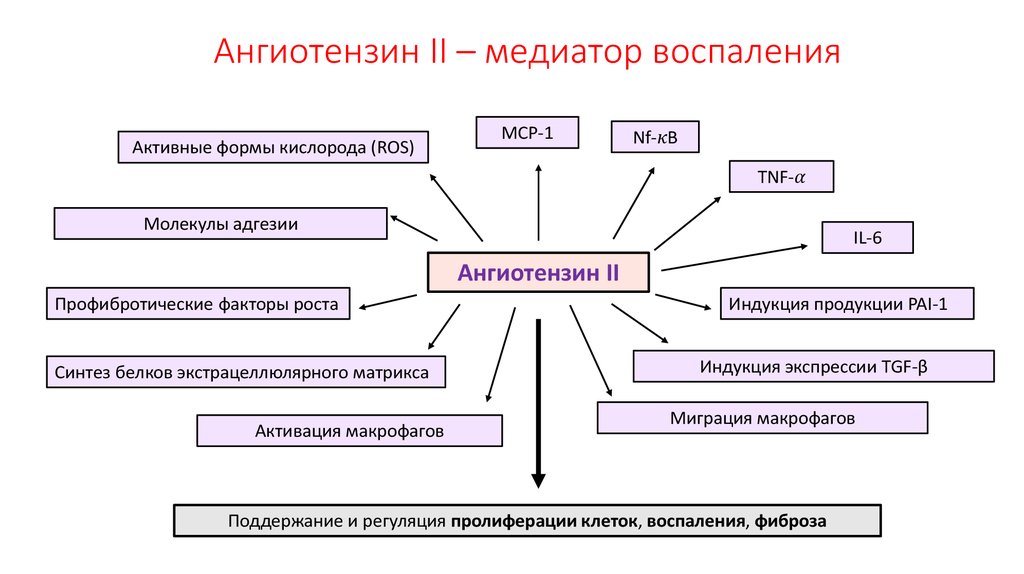 Ангиотензин II – медиатор воспаления