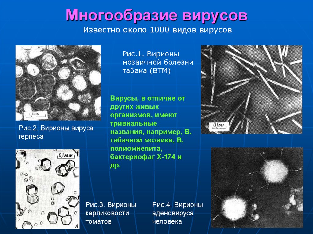 Презентация вирусы 7 класс