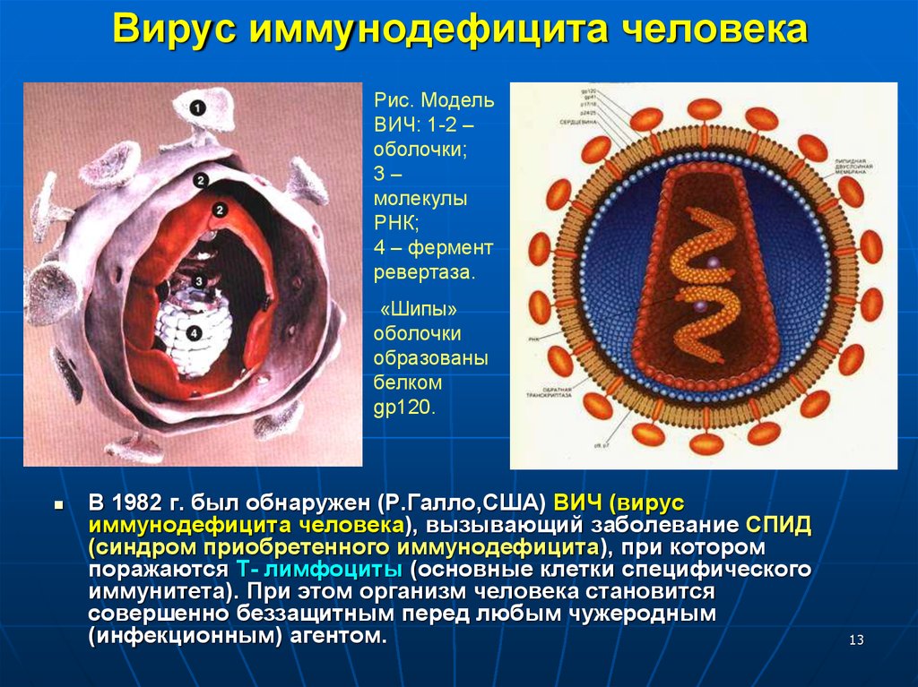 Инфекция вызванная вирусом иммунодефицита человека вич