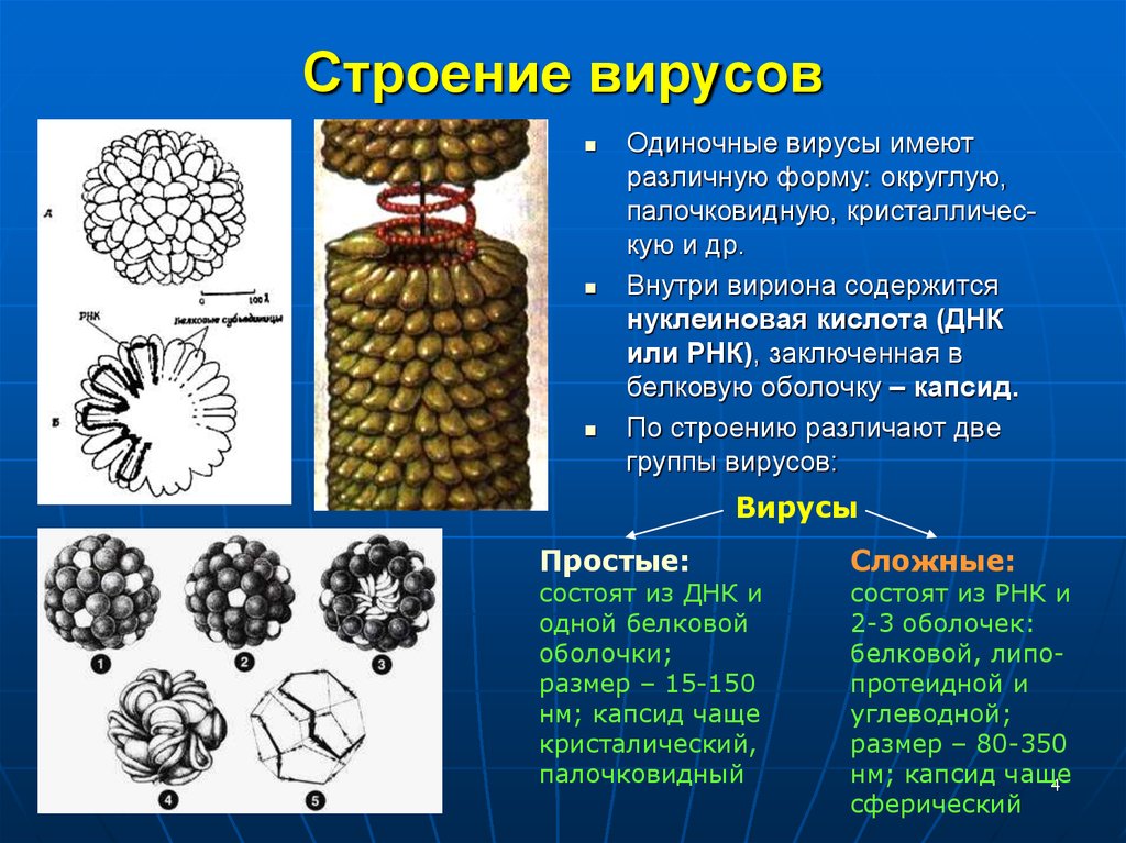 Биология 8 вирусы. Строение вирусов кратко. Вирусы их строение и функции. Состав и строение вирусов. Строение вируса белковая оболочка.