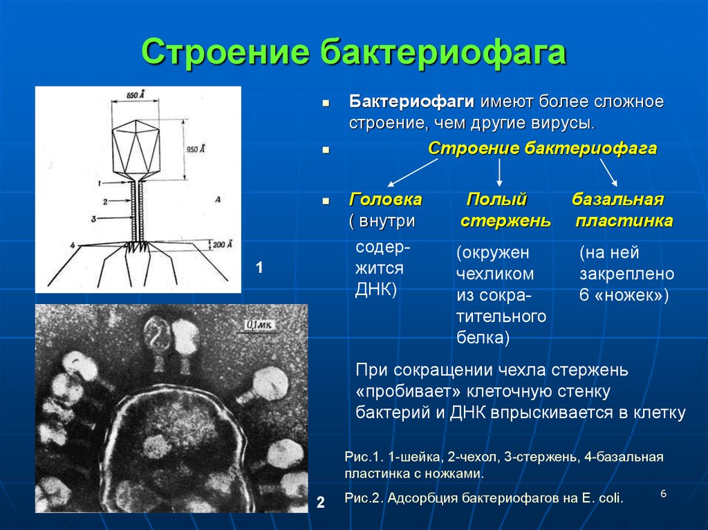 Бактериофаг рисунок с подписями