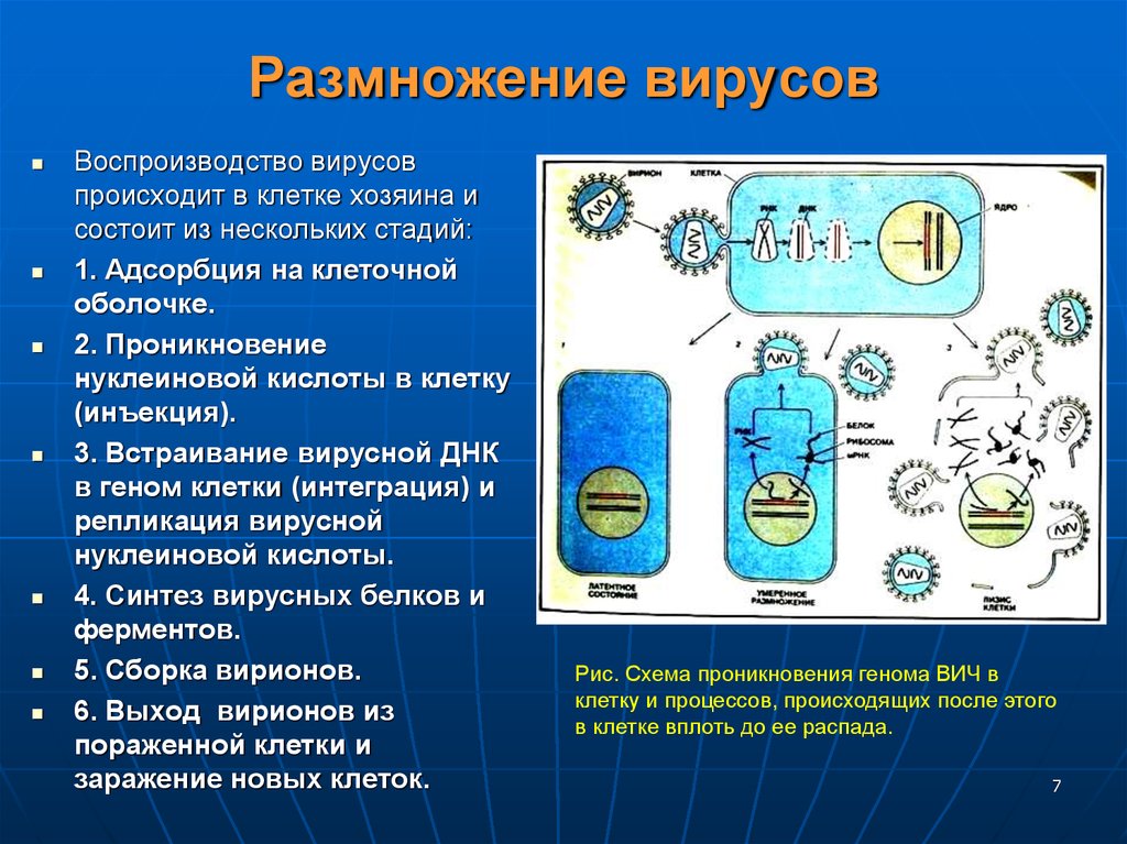 Вирусы способны размножаться только в живых клетках