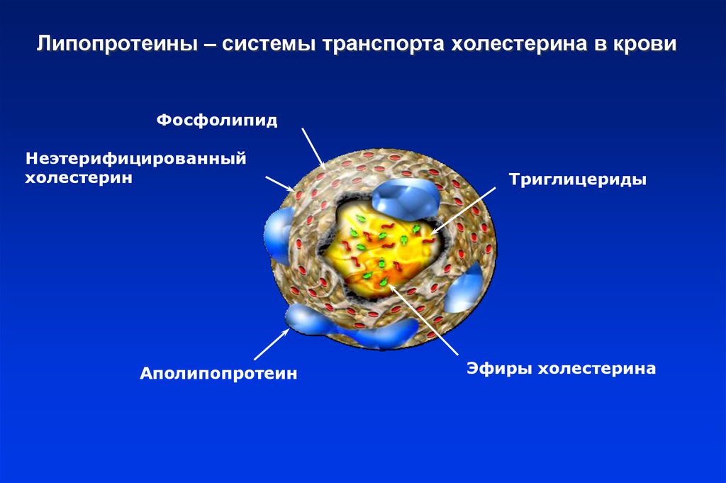 Липопротеиды плазмы. Липопротеины транспорт холестерина. Транспортные липопротеины: строение,. Строение липопротеинов. Функции липопротеинов.