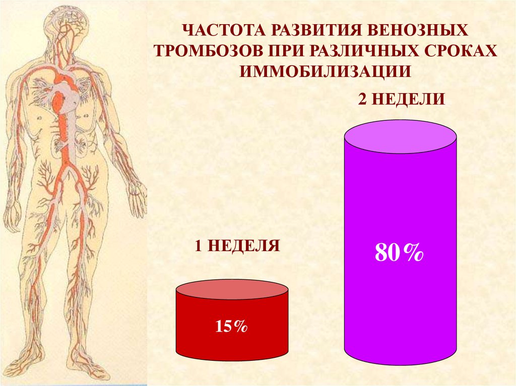 Развития вен