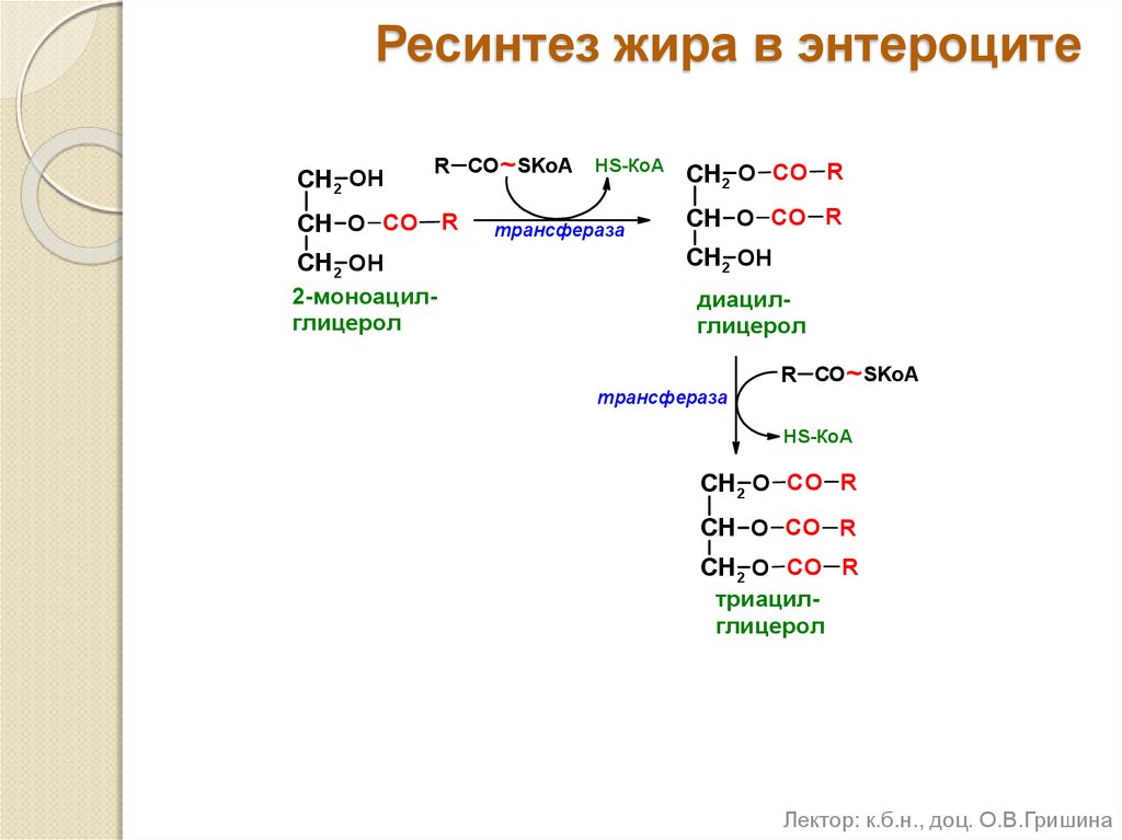 Синтез жиров в кишечнике. Ресинтез нейтрального жира реакция. Ресинтез липидов схема. Ресинтез липидов жиров. Ресинтез жира реакции.