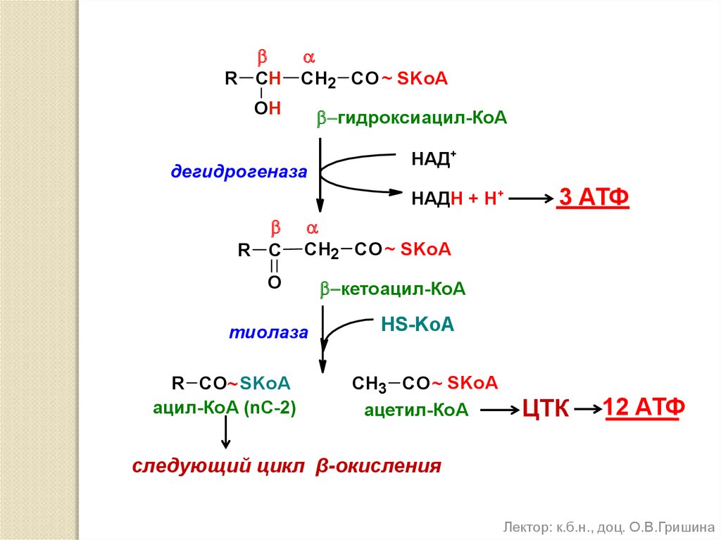 Схема окисления ацетил коа до углекислого газа и воды