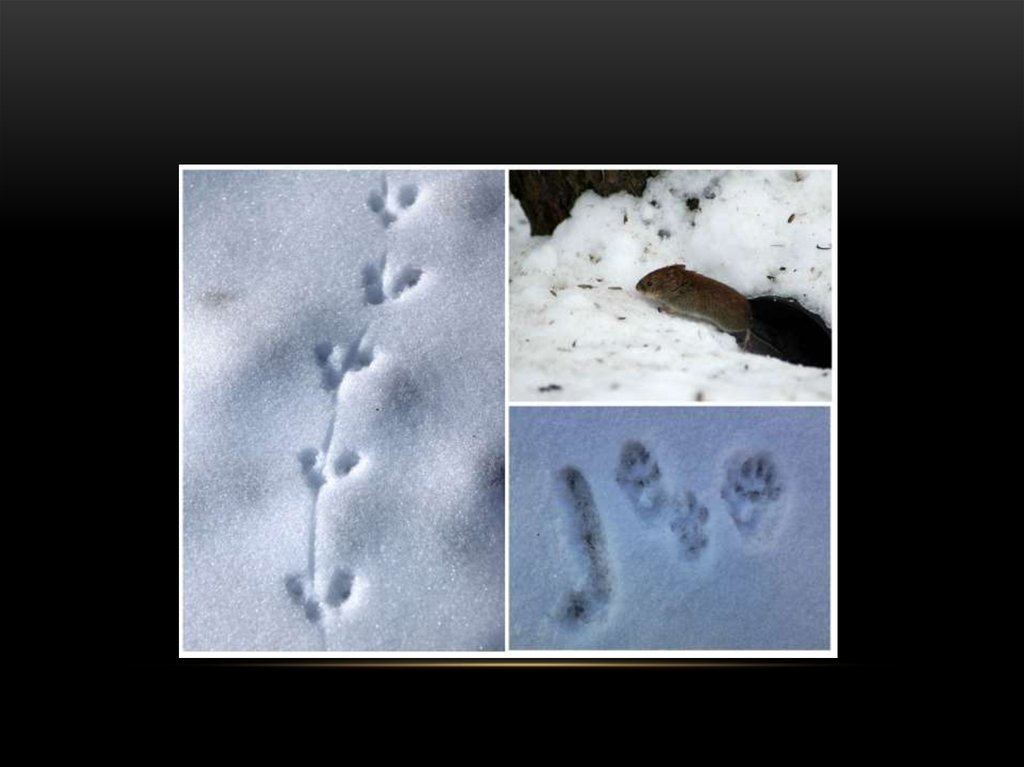 По следу крысы 2. Следы полевки на снегу. Следы мыши полевки на снегу. Еледв грызунов на снегу. Следымышки на снегуу.