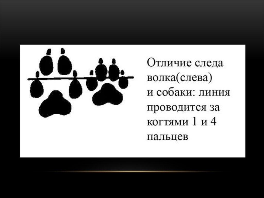 Как отличить следы. След волка и собаки. Волчьи следы и собачьи отличие. След волка и след собаки отличия. Отличить след волка от собаки.