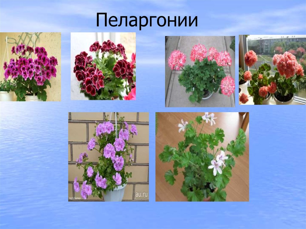 Пеларгонии
