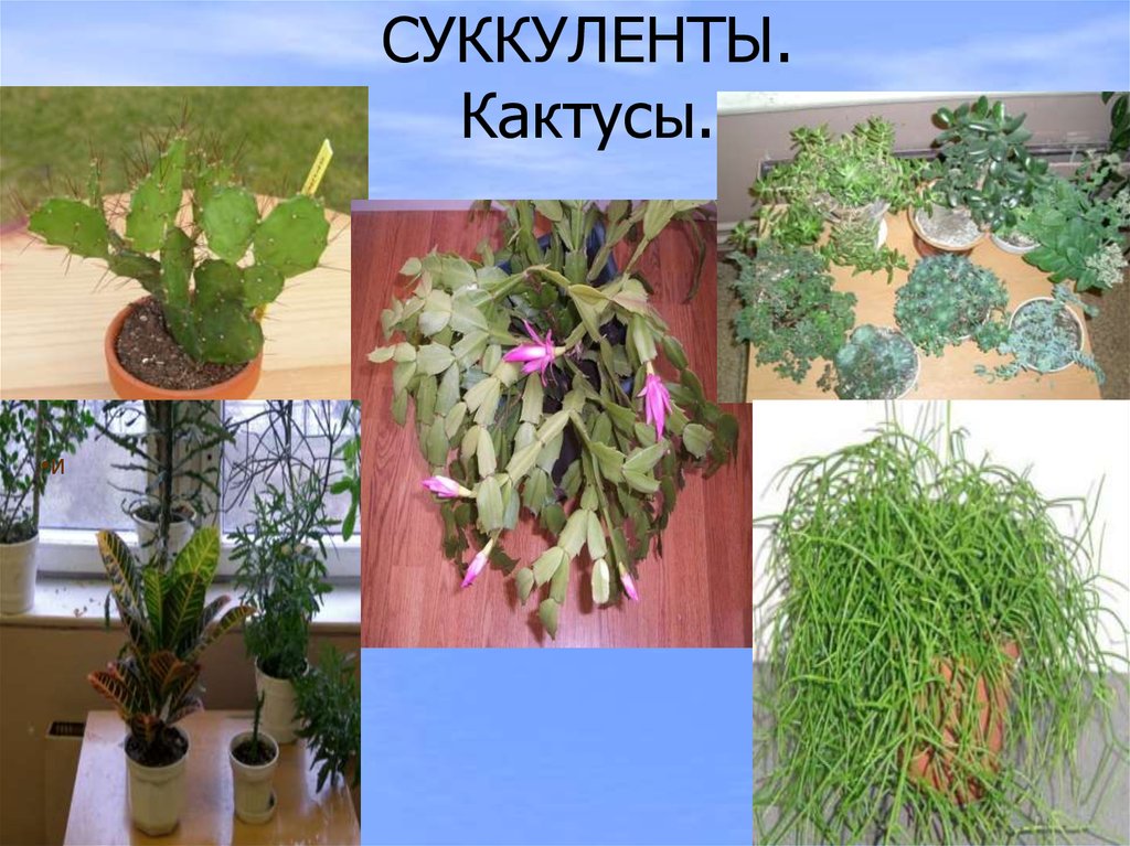 СУККУЛЕНТЫ. Кактусы.