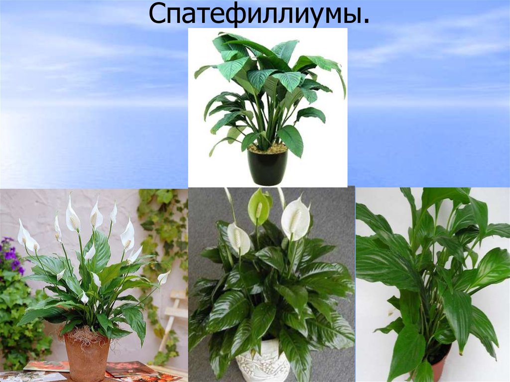 Растения в классе фото