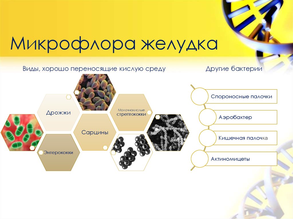 Микрофлора желудка. Нормальная микрофлора желудка. Нормальная микрофлора желудка микробиология. Микрофлора ЖКТ микробиология. Представители нормальной микрофлоры желудка.