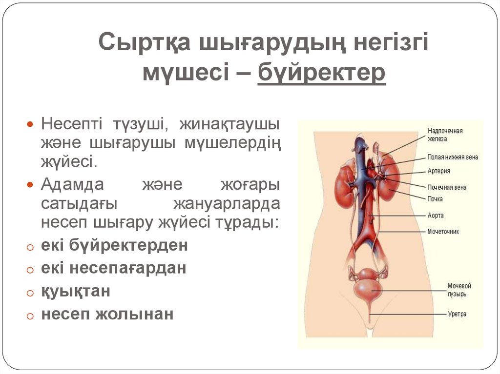 Бүйрек анатомиясы презентация