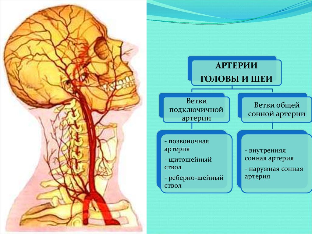 Голова головной мозг шея. Артерии шеи и головы области кровоснабжения. Артерии головы, шеи и туловища, области кровоснабжения.. Кожу и мышцы головы кровоснабжают артерии. Сонная артерия анатомия.