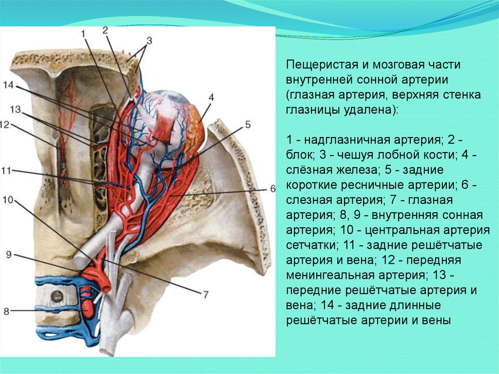 Также на внутренней части. Глазничная артерия анатомия. Глазничная артерия топография. Внутренняя Сонная артерия анатомия ветви. Артерии глазницы анатомия.
